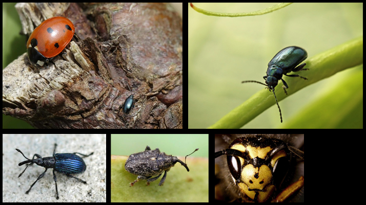 Insectes du potager