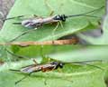 Ichneumonidae Belgique