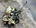 INS-0300 Papilio machaon