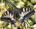INS-0303 Papilio machaon