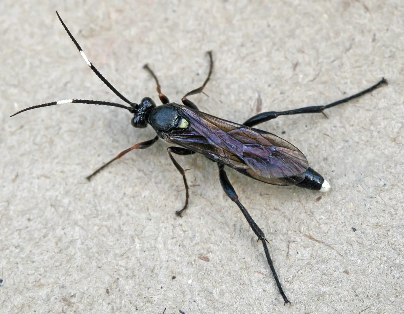 Ichneumonidae 07