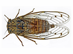 planche P002 - Cicada orni