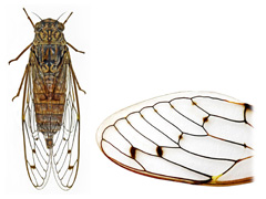planche P003 - Cicada orni