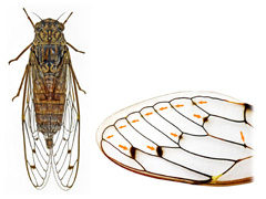 planche P004 - reconnaissance de Cicada orni