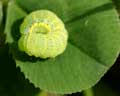 Chenille sp. sur Trifolium (Lacanobia oleracea ?)