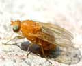 Diptera sp. 06