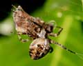 Araneus diadematus et Noctuidae