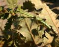 Leptynia hispanica
