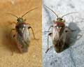 Heteroptera Miridae-Mirinae Belgique