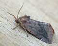 Noctuidae sp. 04 Belgique