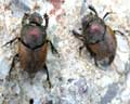 Onthophagus coenobita - Belgique Watermael