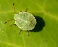 Palomena prasina - larve