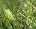 Tettigonia viridissima - stade juvénile mâle