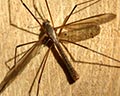 Tipula oleracea m