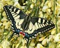 INS-0304 Papilio machaon
