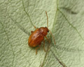 Neocrepidodera ferruginea