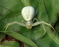 INS-9013 Misumena vatia