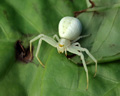 INS-9014 Misumena vatia